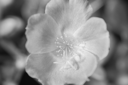 Small flower garden in beautiful bright colors ,black and whiteの写真素材