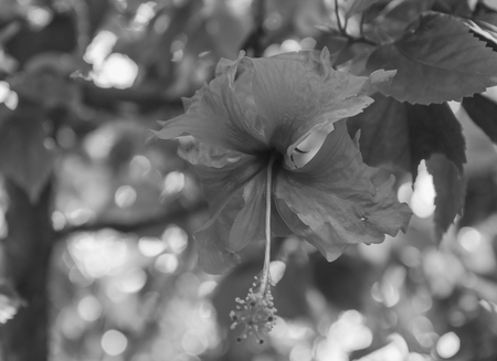 Red Hibiscus flower in garden , black and whiteの写真素材