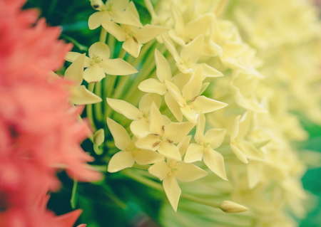 yellow Ixora flowers ,vintageの写真素材