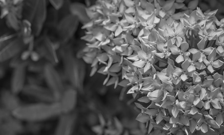 Ixora flowers in the garden at the park , black and whiteの写真素材