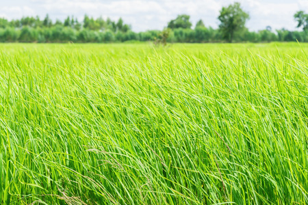 Rice field green grass blue sky cloud cloudy landscapeの写真素材