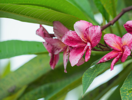 Luntom, Plumeria Flowerの写真素材