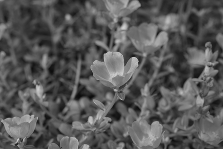 Small flower garden in beautiful bright colors ,black and whiteの写真素材