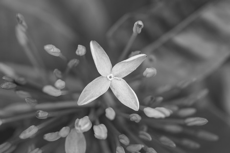 Ixora flowers in the garden at the park , black and whiteの写真素材