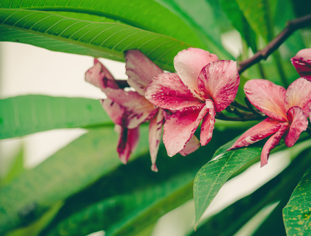 Luntom, Plumeria Flower ,vintageの写真素材