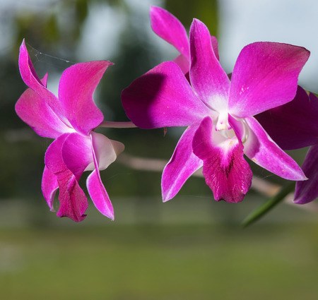 Beautiful pink orchid blooming in the gardenの写真素材