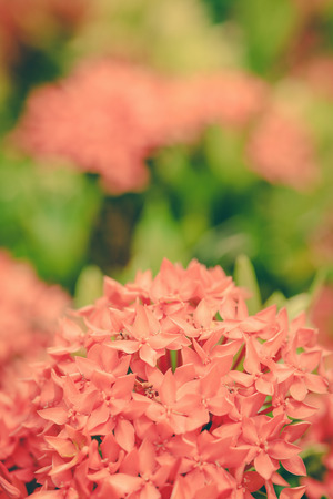 Ixora flowers in the garden at the park ,vintageの写真素材