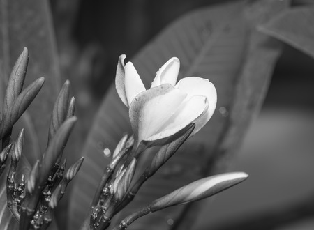 Luntom, Plumeria Flower , black and whiteの写真素材