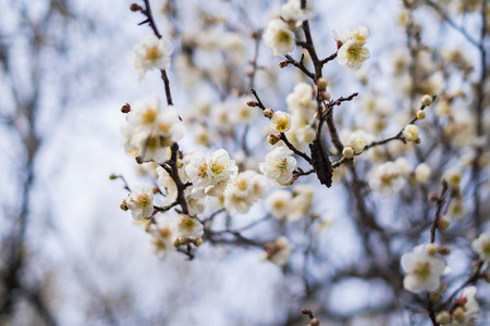 Beautiful flowering Japanese cherry - Sakura. Background with flowers on a spring day.の写真素材