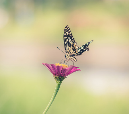Butterfly and Beautiful flower ,vintageの写真素材
