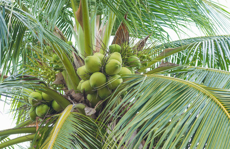 Coconut cluster on coconut treeの写真素材