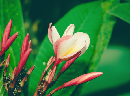Luntom, Plumeria Flower ,vintageの写真素材