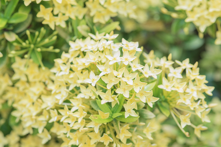yellow Ixora flowersの写真素材