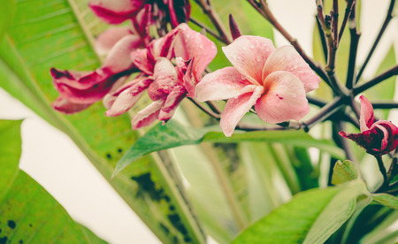 Luntom, Plumeria Flower ,vintageの写真素材