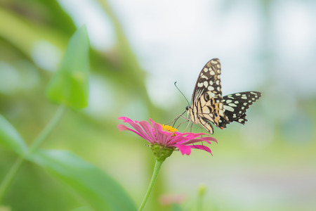 Butterfly and Beautiful flowerの写真素材
