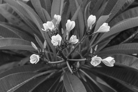 white and yellow plumeria frangipani flowers with leaves , black and whiteの写真素材