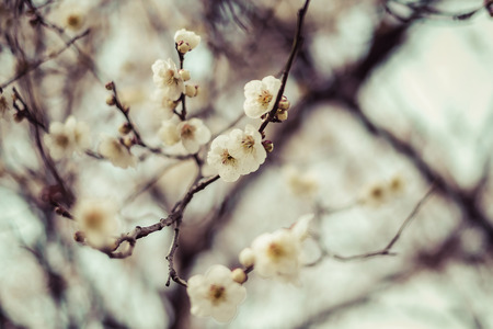 Beautiful flowering Japanese cherry - Sakura. Background with flowers on a spring day,vintageの写真素材