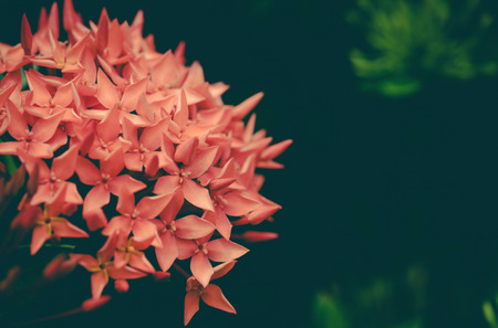 Ixora flowers in the garden at the park ,vintageの写真素材