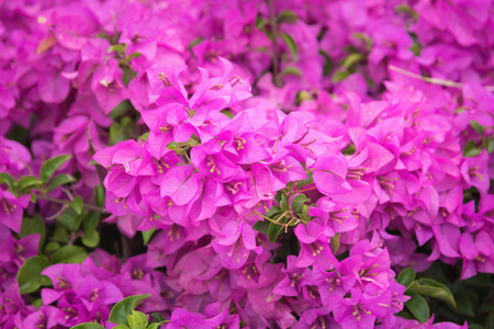 Purple Bougainvillea's flowers (Bougainvillea spectabilis)の写真素材