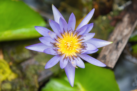 Purple lotus flower with yellow pollenの写真素材