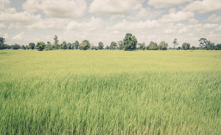 Rice field green grass blue sky cloud cloudy landscape ,vintageの写真素材