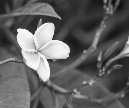 Luntom, Plumeria Flower , black and whiteの写真素材