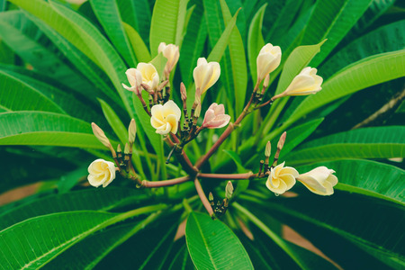 white and yellow plumeria frangipani flowers with leaves ,vintageの写真素材