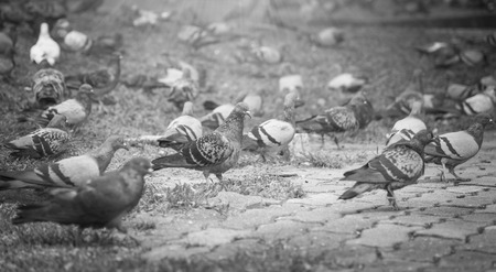 flock of pigeons on the market , black and whiteの写真素材