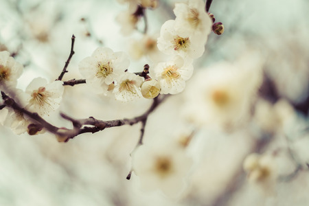 Beautiful flowering Japanese cherry - Sakura. Background with flowers on a spring day,vintageの写真素材