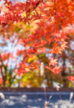 autumnal background, slightly defocused red maple leaves ,Blurの写真素材