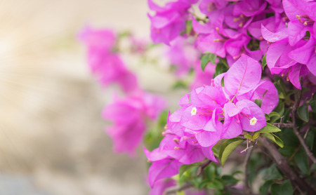 Purple Bougainvillea's flowers (Bougainvillea spectabilis)の写真素材