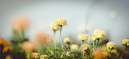 Pot marigold (Calendula officinalis) in the garden vintageの写真素材
