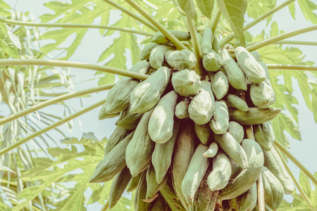 papaya on plant the papaya tree, vintageの写真素材