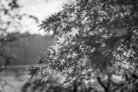 autumnal background, slightly defocused red maple leaves , black and whiteの写真素材
