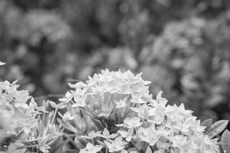 yellow Ixora flowers , black and whiteの写真素材