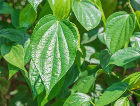 fresh Betel Leaf (Piper Betle) greenの写真素材