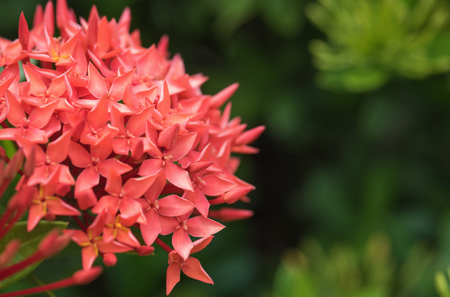 Ixora flowers in the garden at the parkの写真素材