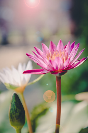 Purple lotus blooming in the garden , vintageの写真素材