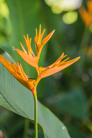 focused an orange bird paradise flower with green leavesの写真素材