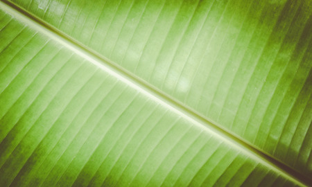 closeup of banana leaf texture, green and fresh, in a park , vintageの写真素材