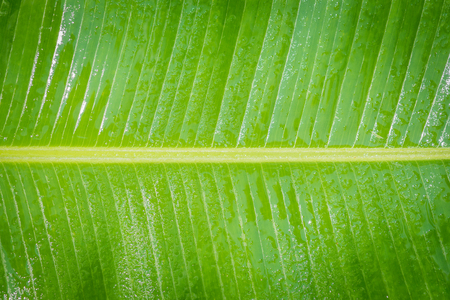 closeup of banana leaf texture, green and fresh, in a parkの写真素材