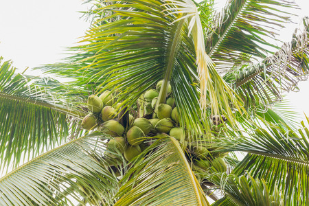 Coconut cluster on coconut treeの写真素材