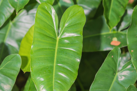 Green Philodendron leaves backgroundの写真素材