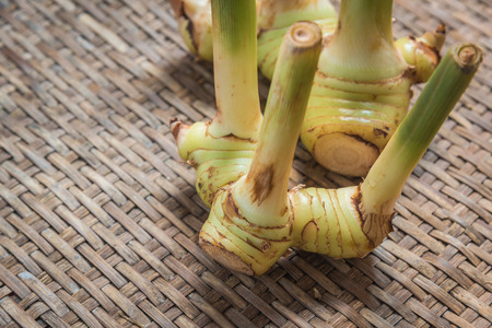 rhizome of galangal on weave threshing basketの写真素材