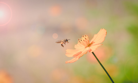yellow cosmos flower in the park , vintageの写真素材
