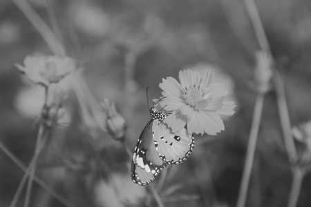 yellow cosmos flower in the park , black and whiteの写真素材
