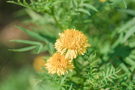Pot marigold (Calendula officinalis) in the gardenの写真素材