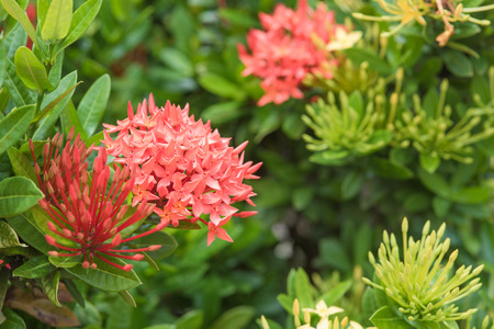 Ixora flowers in the garden at the park