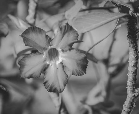 Desert Rose, Impala Lily, Mock Azalea is the name of plants with beautiful colorful flowers. The wood is easy to grow More resistant , black and whiteの写真素材