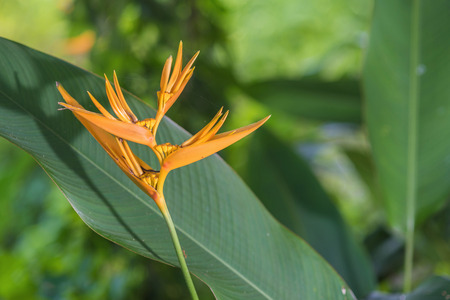 focused an orange bird paradise flower with green leavesの写真素材